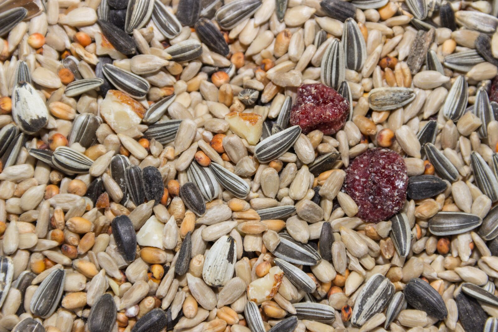 Canon EOS 600D (Rebel EOS T3i / EOS Kiss X5) sample photo. Macro, food, bird seed photography