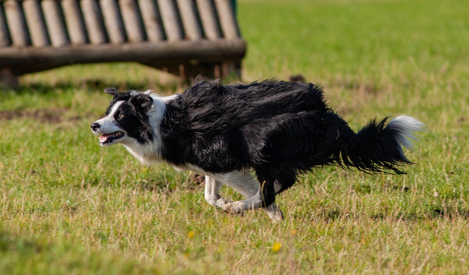 Canon EOS 5D Mark II sample photo. Running dog, black and photography