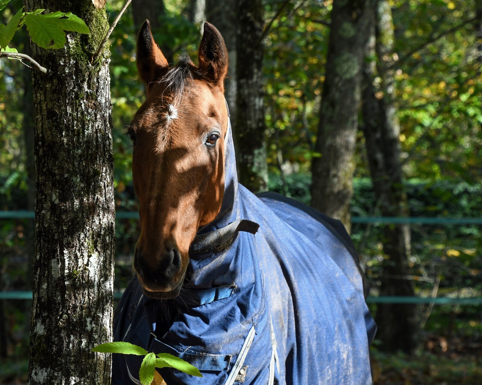 Nikon D500 sample photo. Horse, tree, nature photography