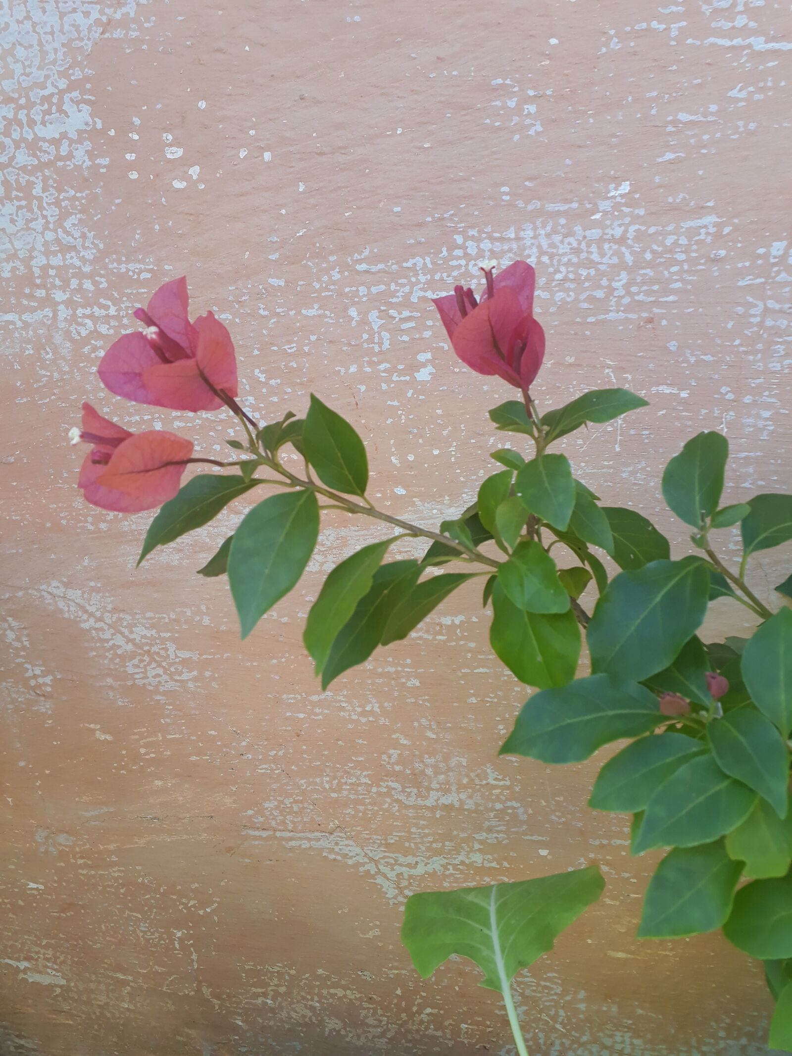 Samsung Galaxy J5 Prime sample photo. Flower, spring, flowers photography