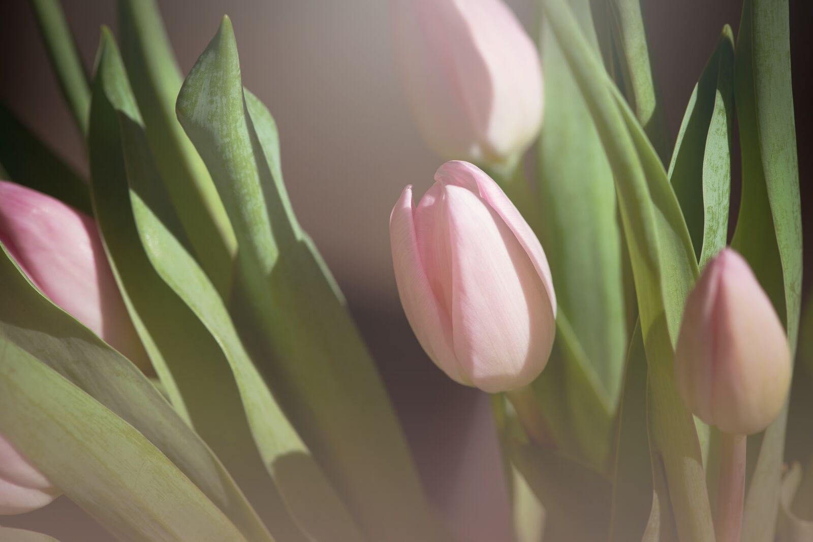 Nikon D750 sample photo. Tulips, pink, flowers photography