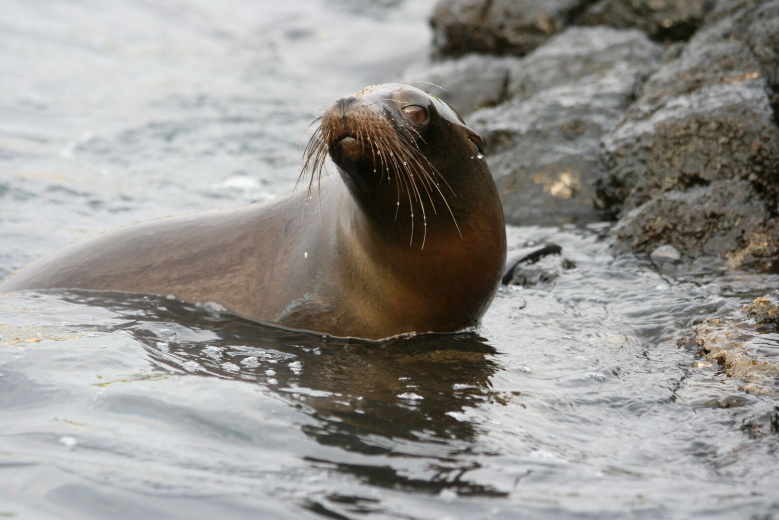 Canon EOS 400D (EOS Digital Rebel XTi / EOS Kiss Digital X) sample photo. Sealion, galapagos, whiskers photography