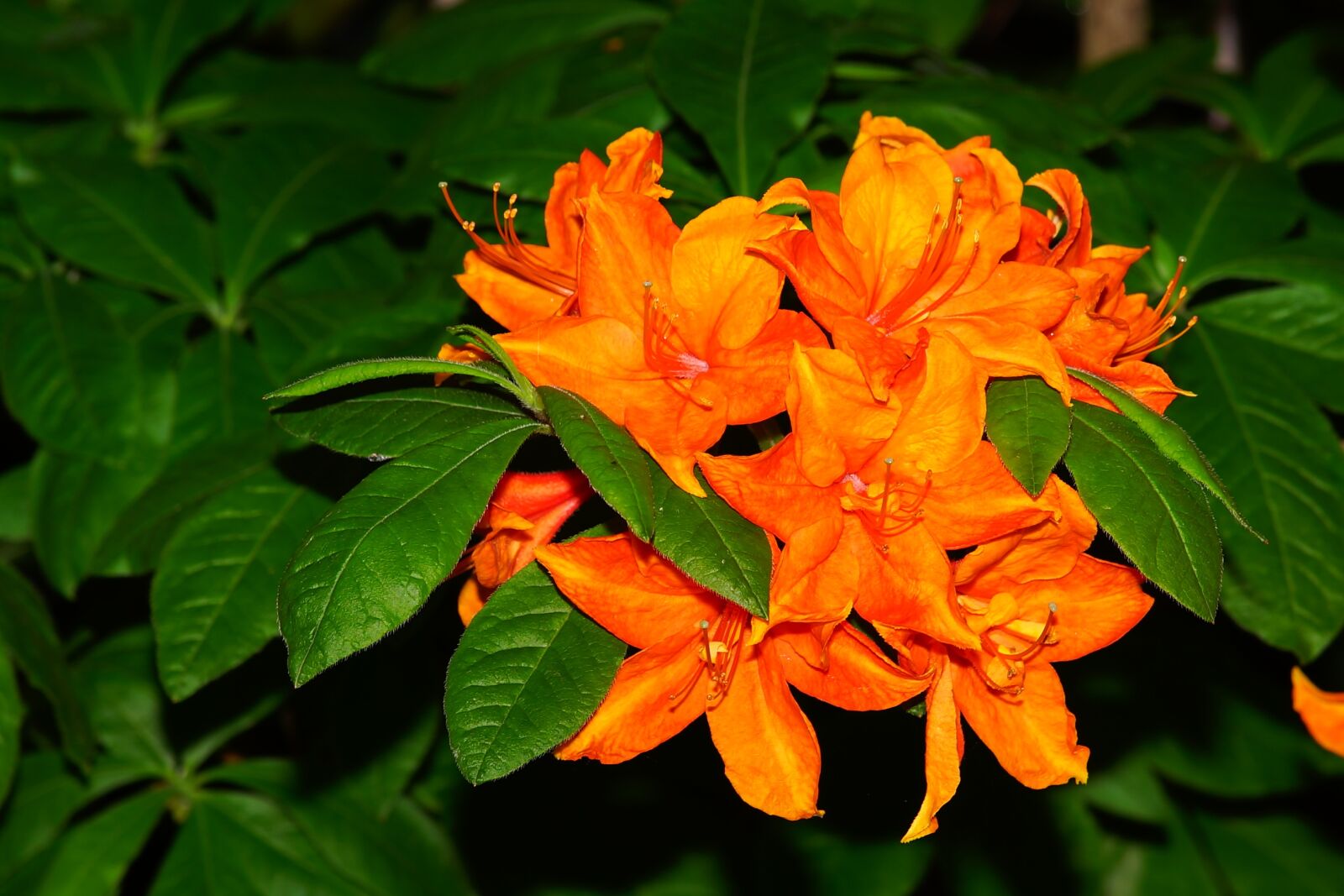 Minolta AF 80-200mm F2.8 HS-APO G sample photo. Azalea, rhododendron, flowers photography