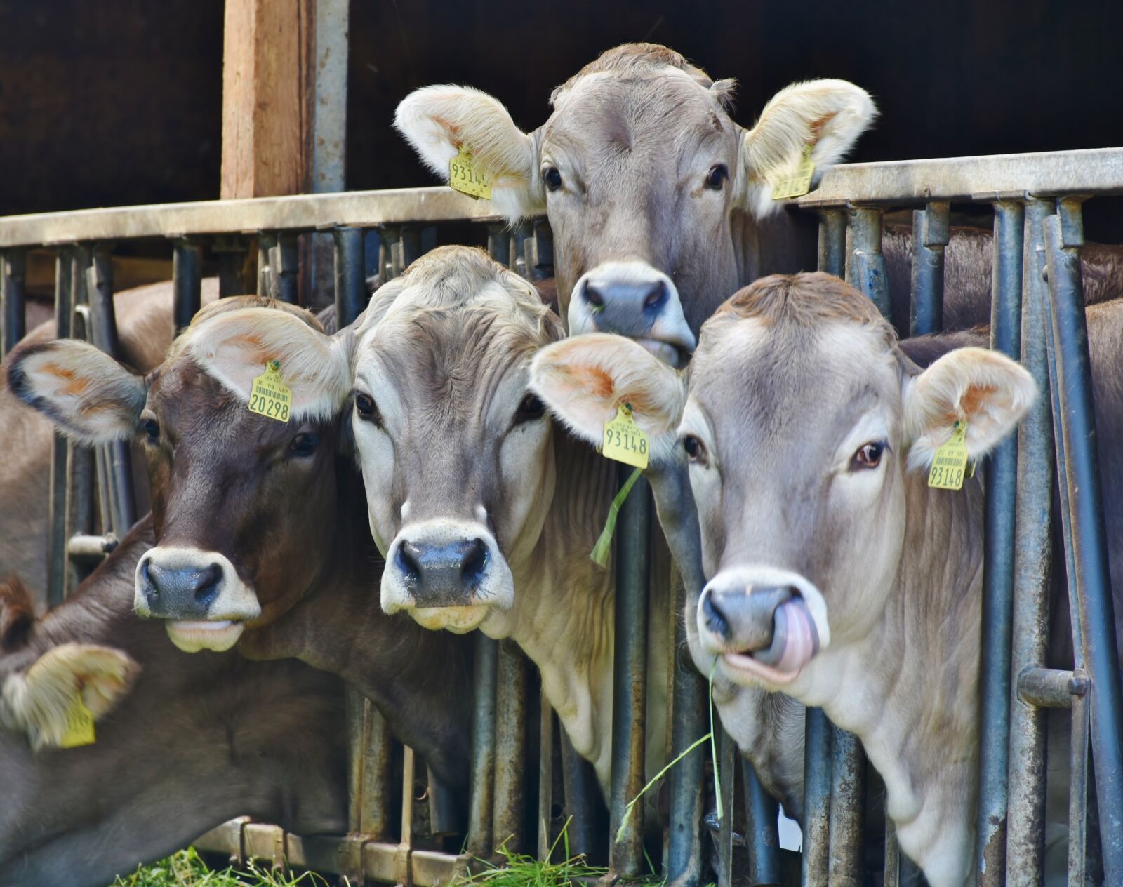 Nikon D7200 sample photo. Cows, dairy cows, milk photography