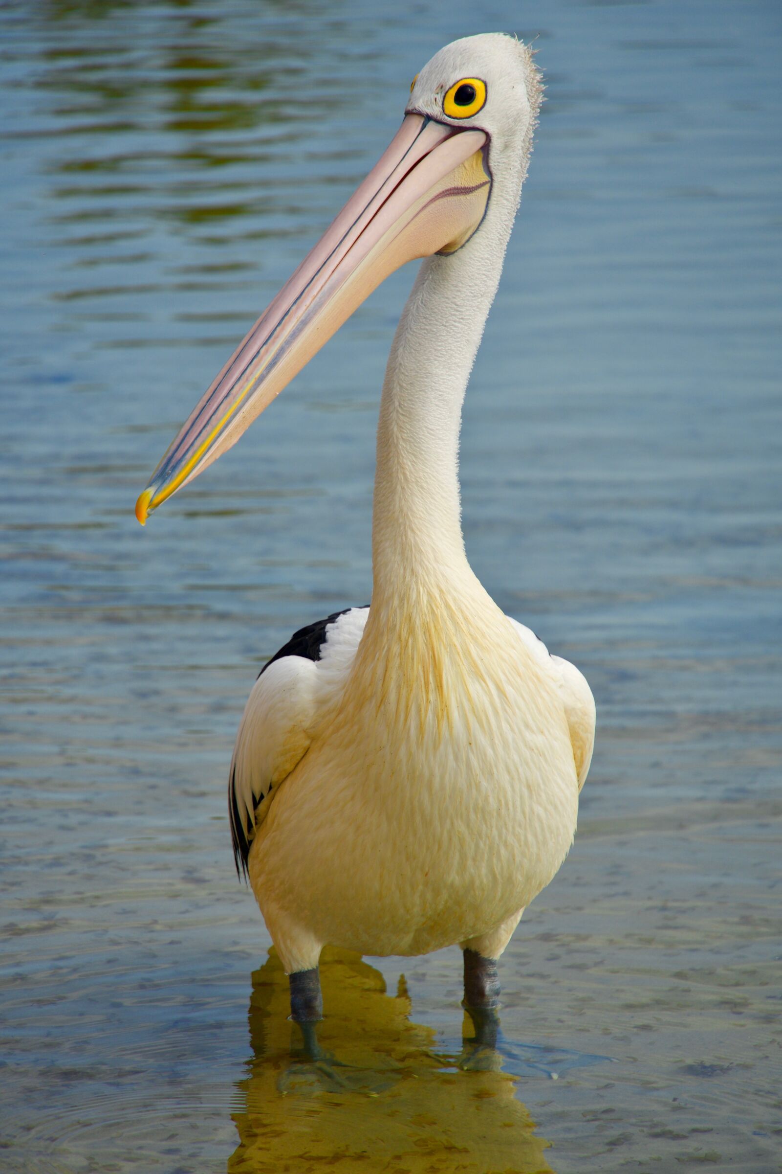 Sony E 18-135mm F3.5-5.6 OSS sample photo. Pelican, bird, water photography
