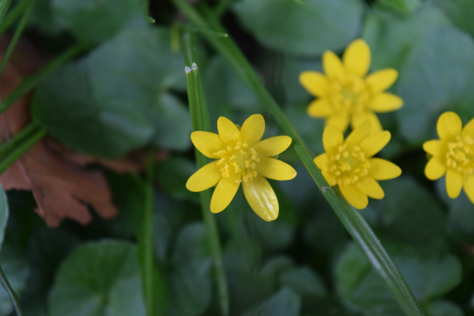 Nikon D3300 sample photo. Yellow flowers, easter, bloom photography