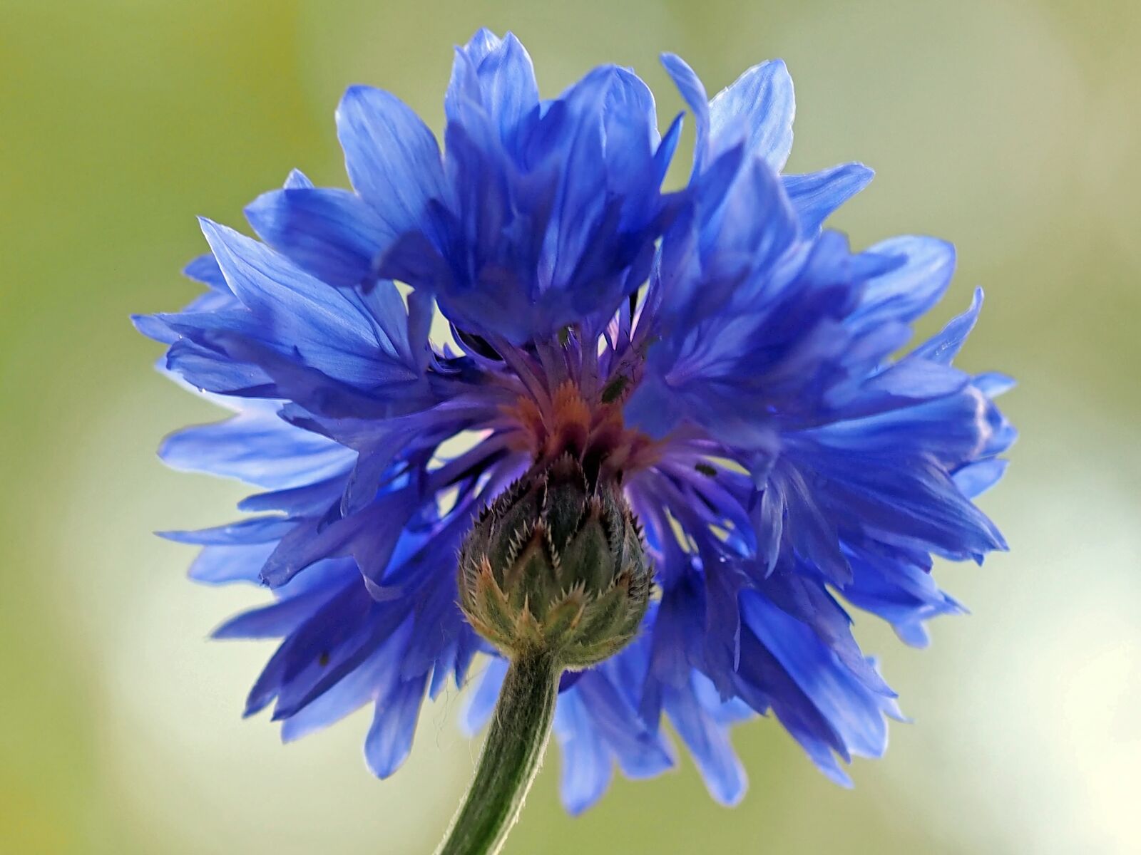 Olympus M.Zuiko Digital ED 60mm F2.8 Macro sample photo. Cornflower, blossom, bloom photography