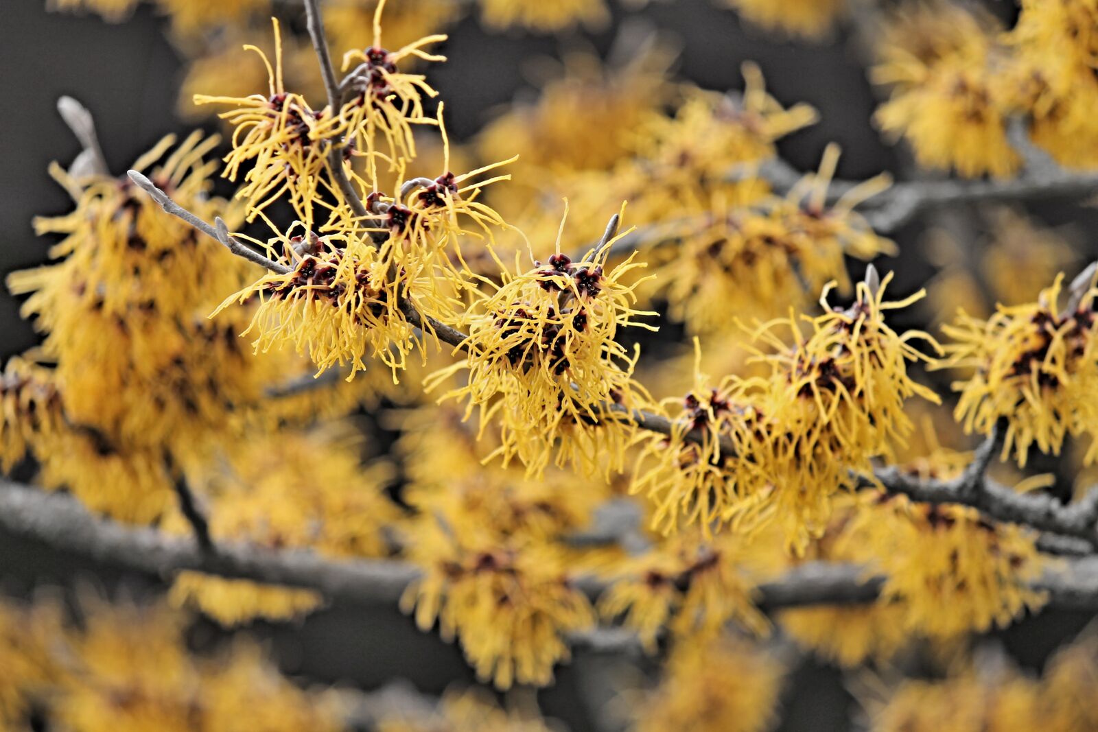 Canon EOS 1100D (EOS Rebel T3 / EOS Kiss X50) sample photo. Witch hazel, winterblueher, bloom photography