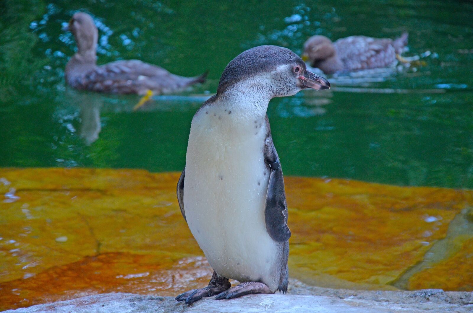 Nikon D7000 sample photo. Birds, penguin, zoo photography