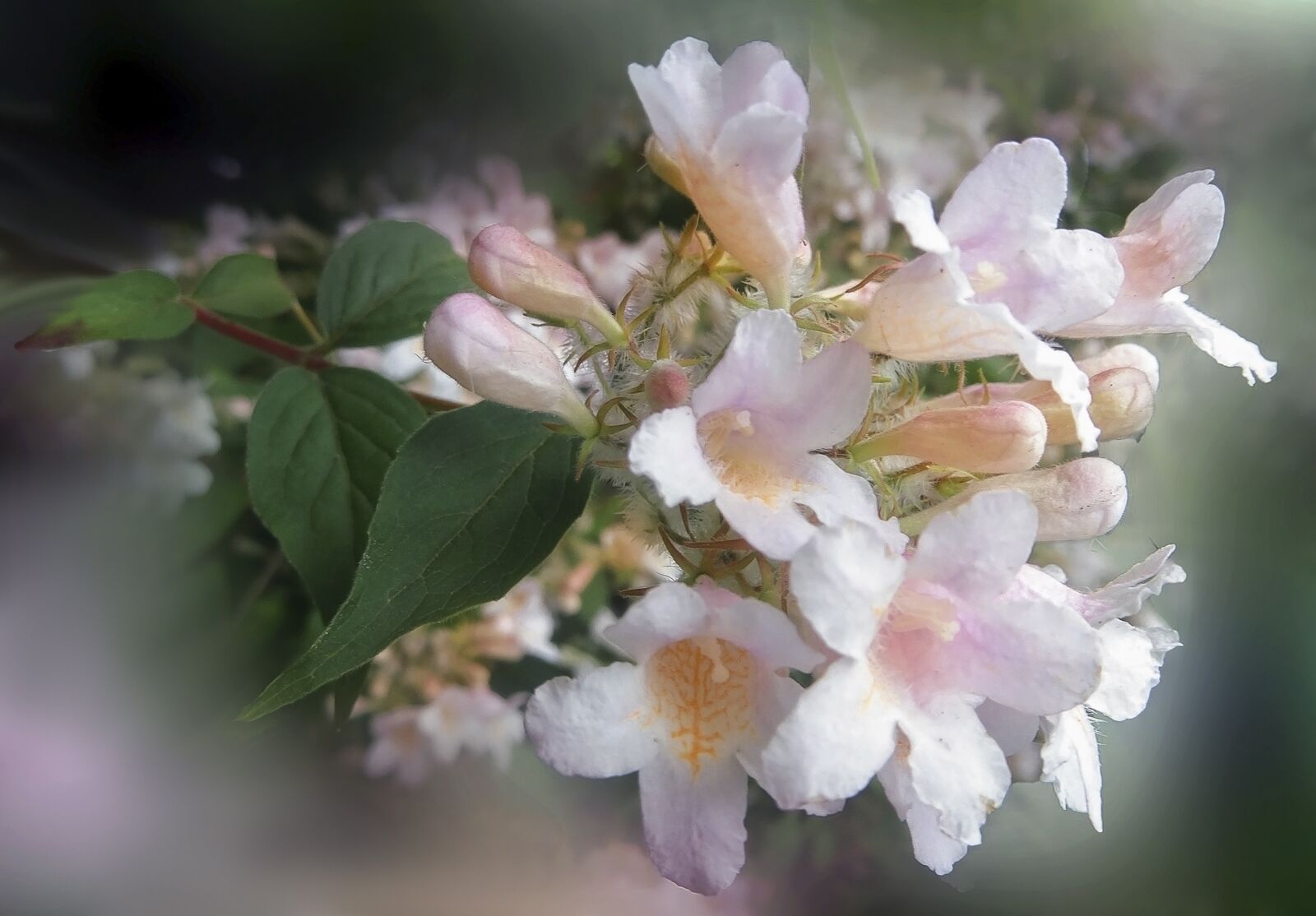 Sony DSC-HX50 sample photo. Flower, flowers, vegetation photography