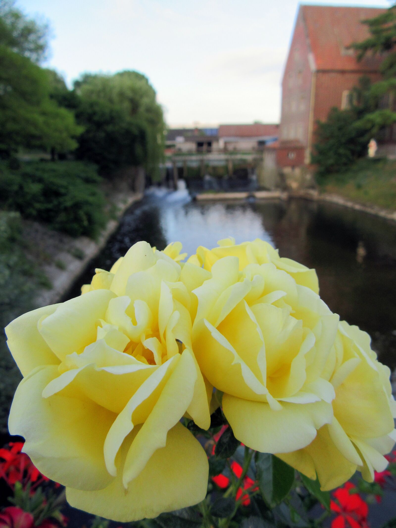 Canon PowerShot SX610 HS sample photo. Rose, yellow, blossom photography