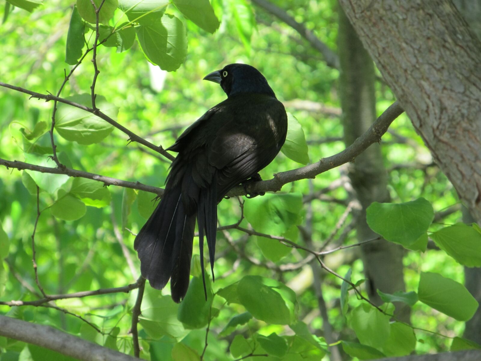 Canon PowerShot SX130 IS sample photo. Crow, raven, blackbird photography