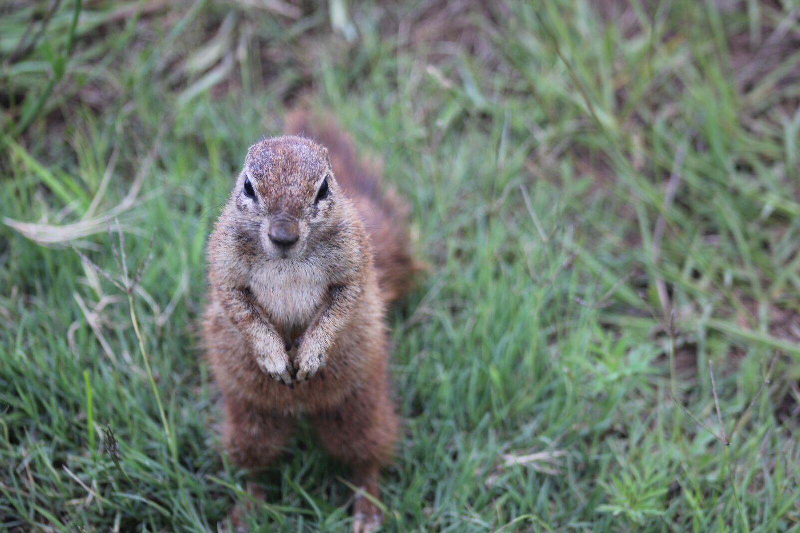 Canon EOS 60D sample photo. Cape, ground, squirrel photography