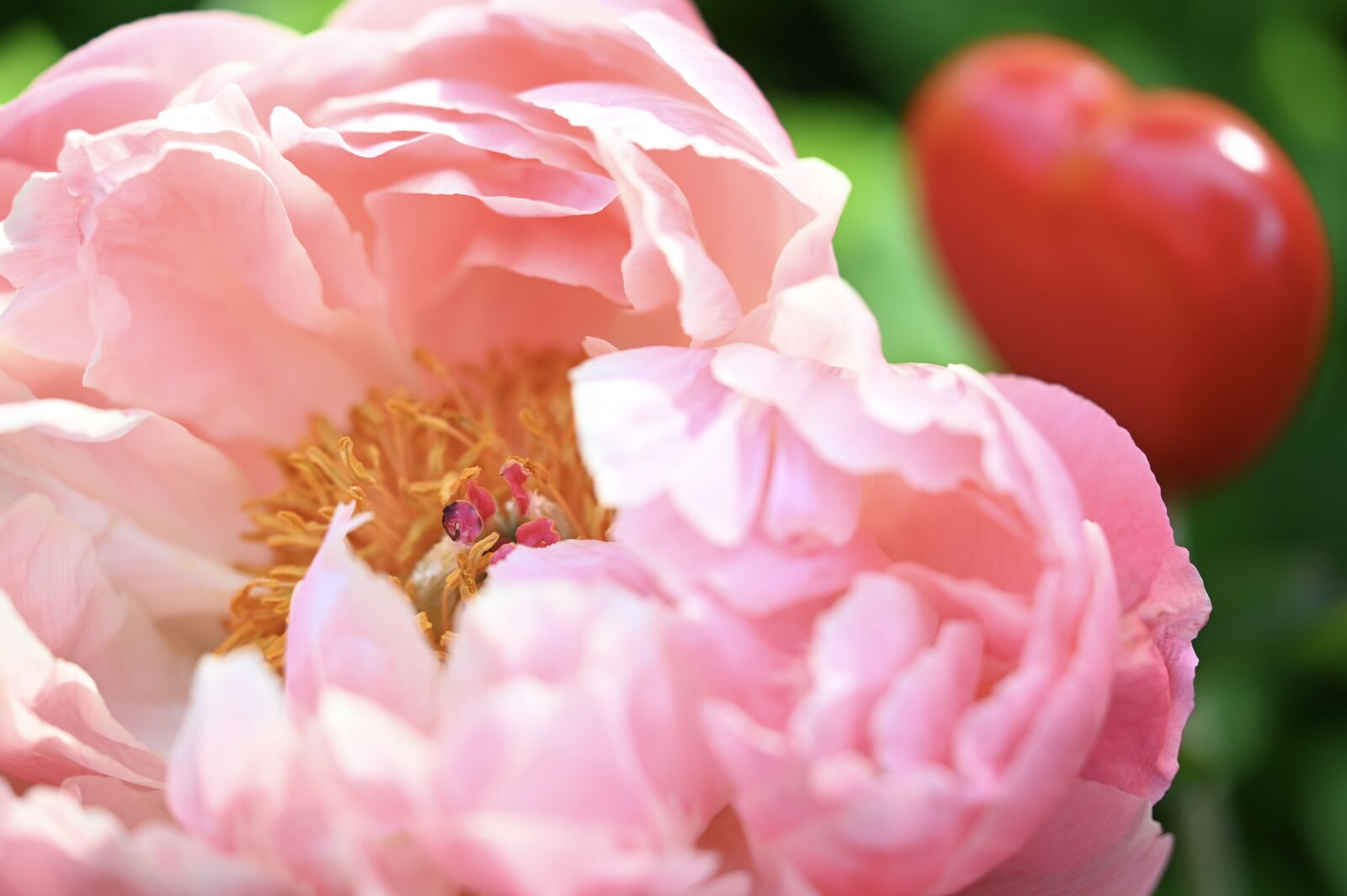 Nikon Z6 sample photo. Peony, floral greeting, heart photography
