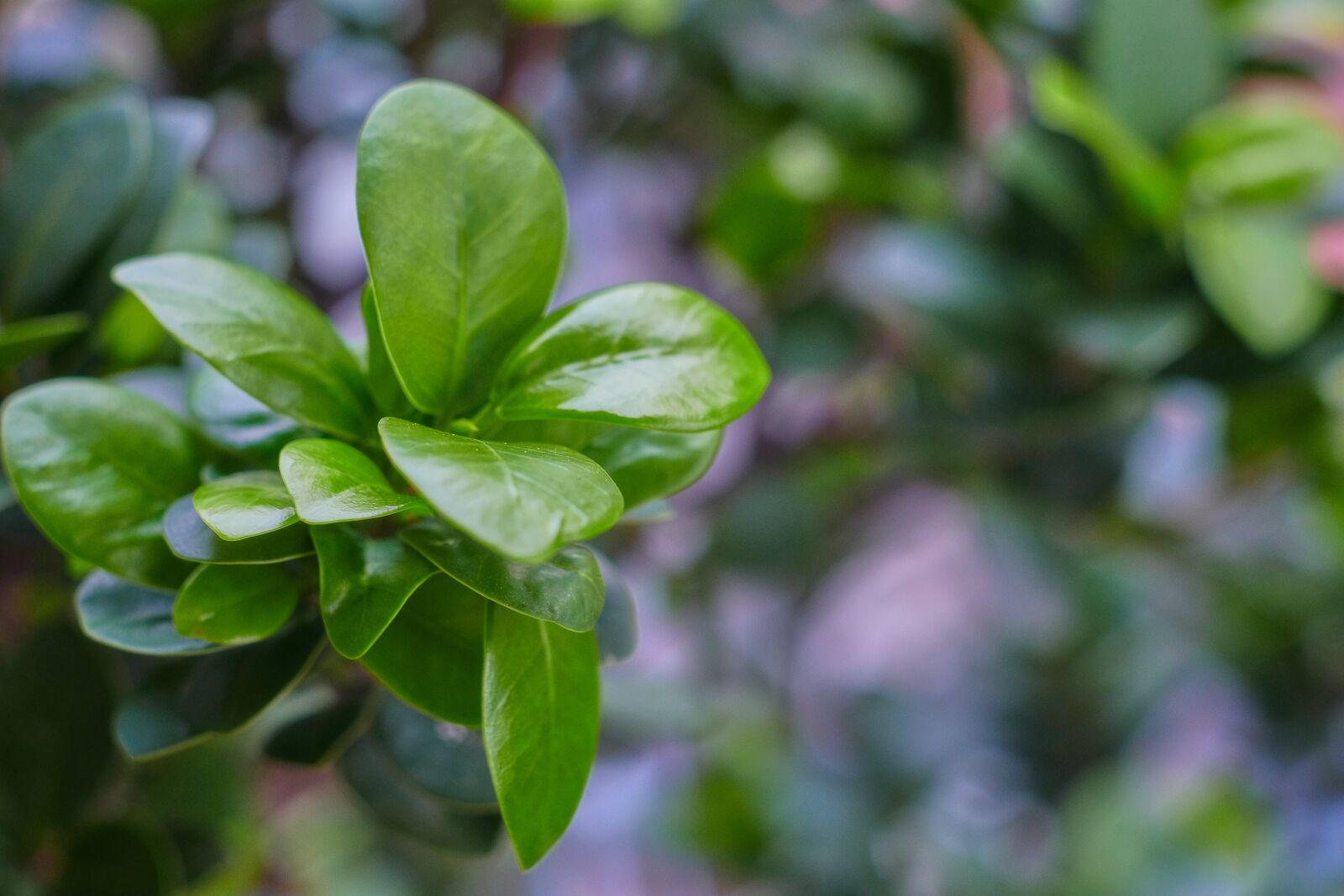 Fujifilm X-T3 sample photo. Leaf, green, leaves photography