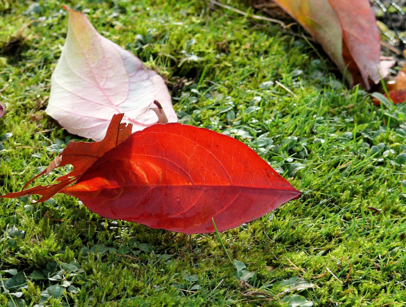 Panasonic DMC-FZ50 sample photo. Autumn leaf, sheet, autumn photography