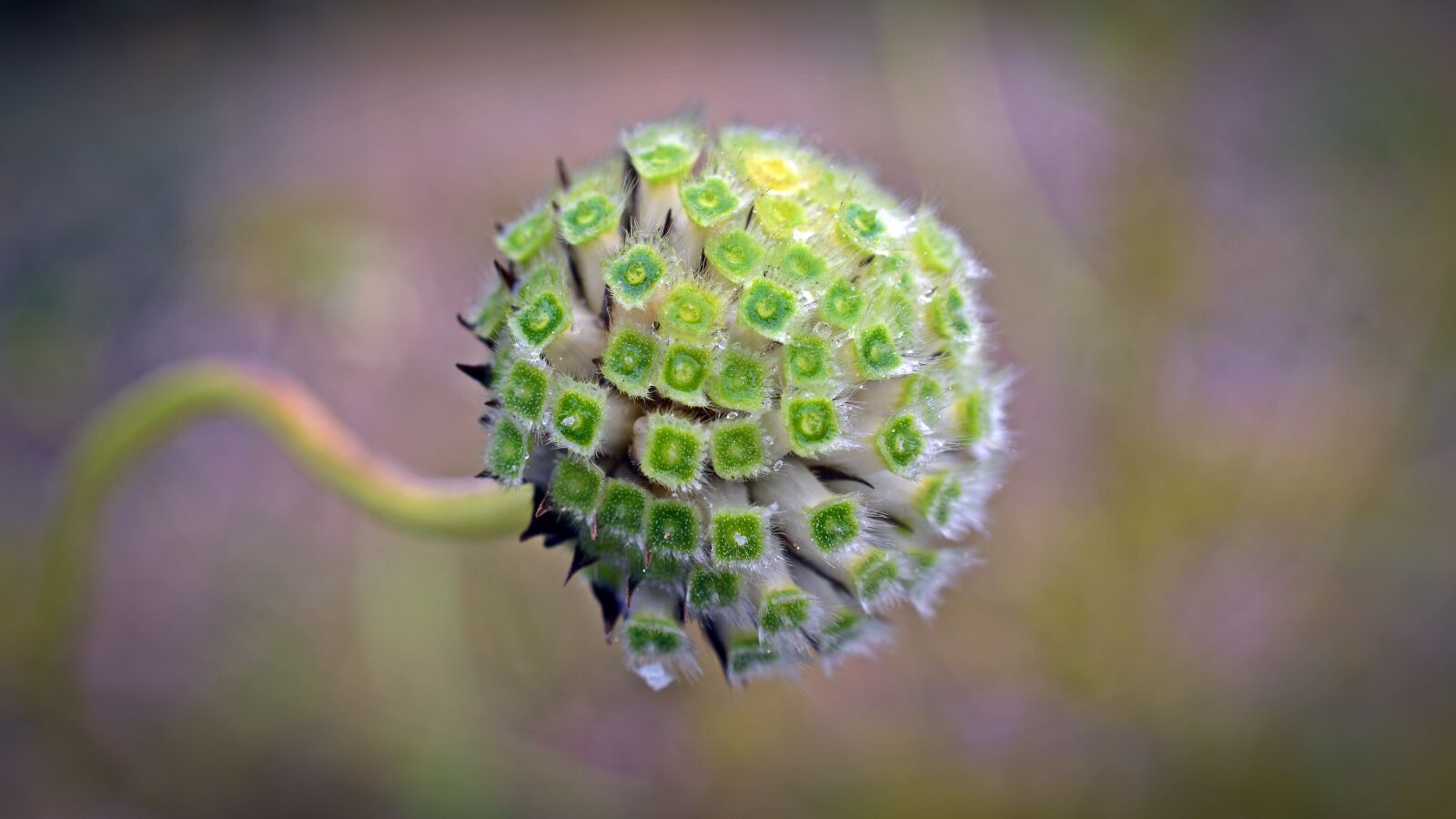 Nikon D5200 sample photo. Cephalaria alpina, alps scale photography