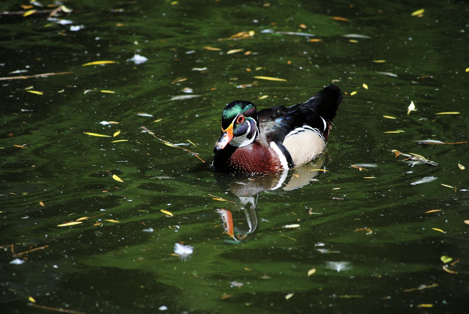 Nikon D3000 sample photo. Duck, animal, nature photography