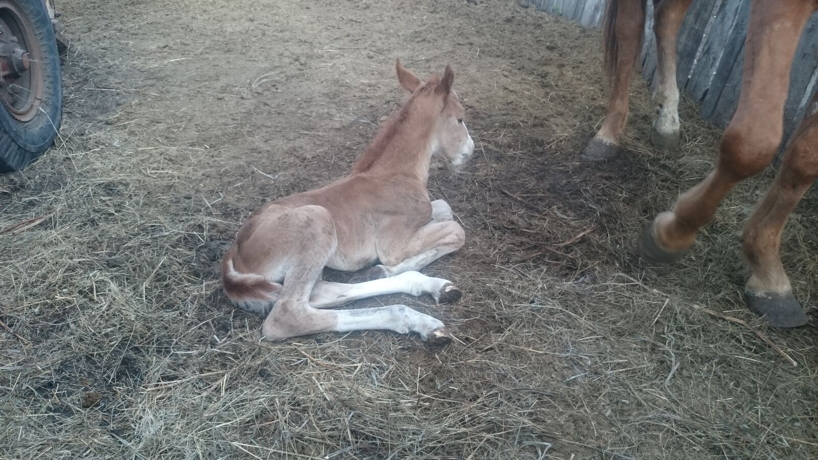 Sony Xperia Z1 sample photo. Stallion, nature, beasts photography