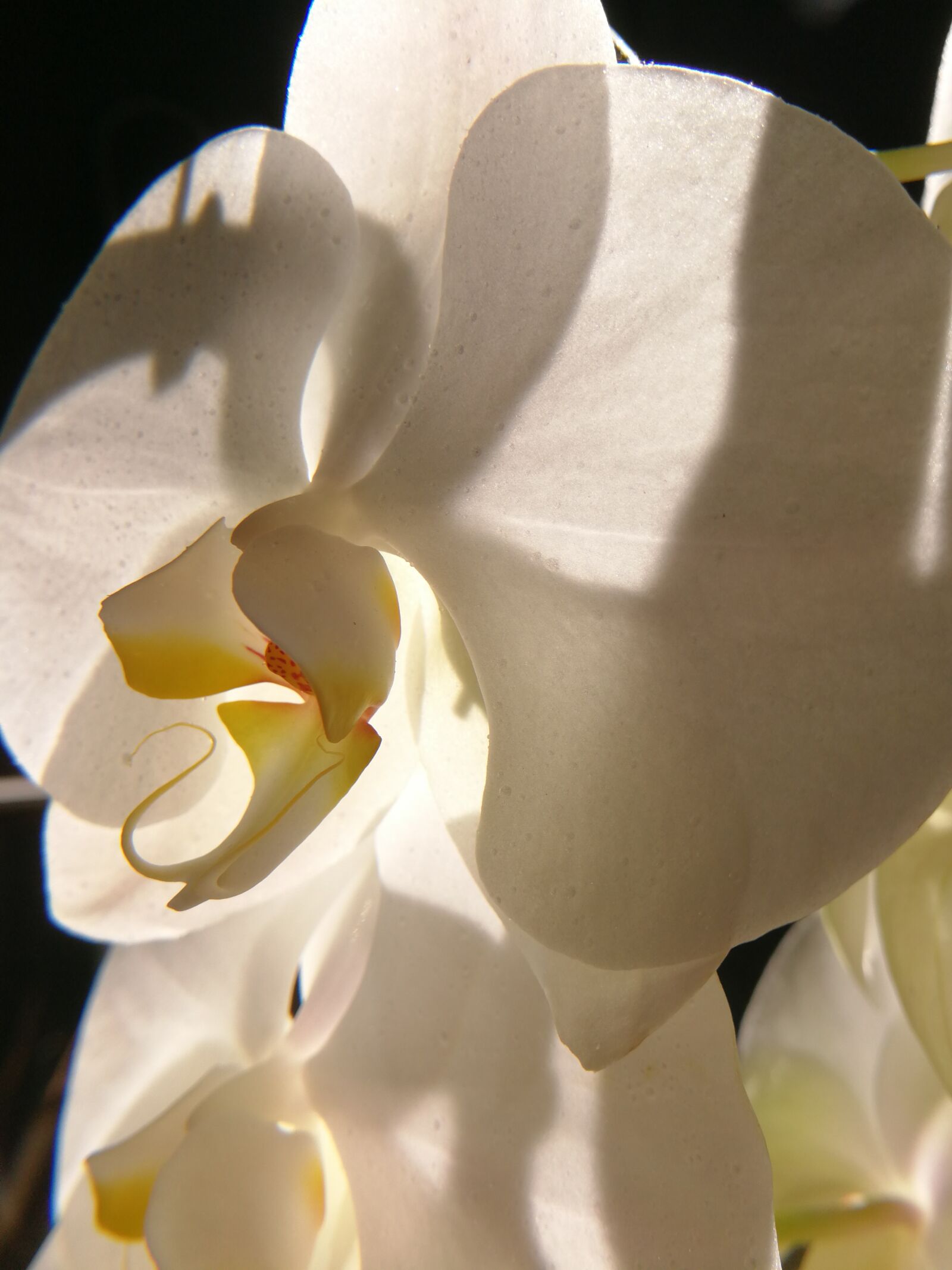 HUAWEI Mate 9 sample photo. Nature, beautiful, orchid photography
