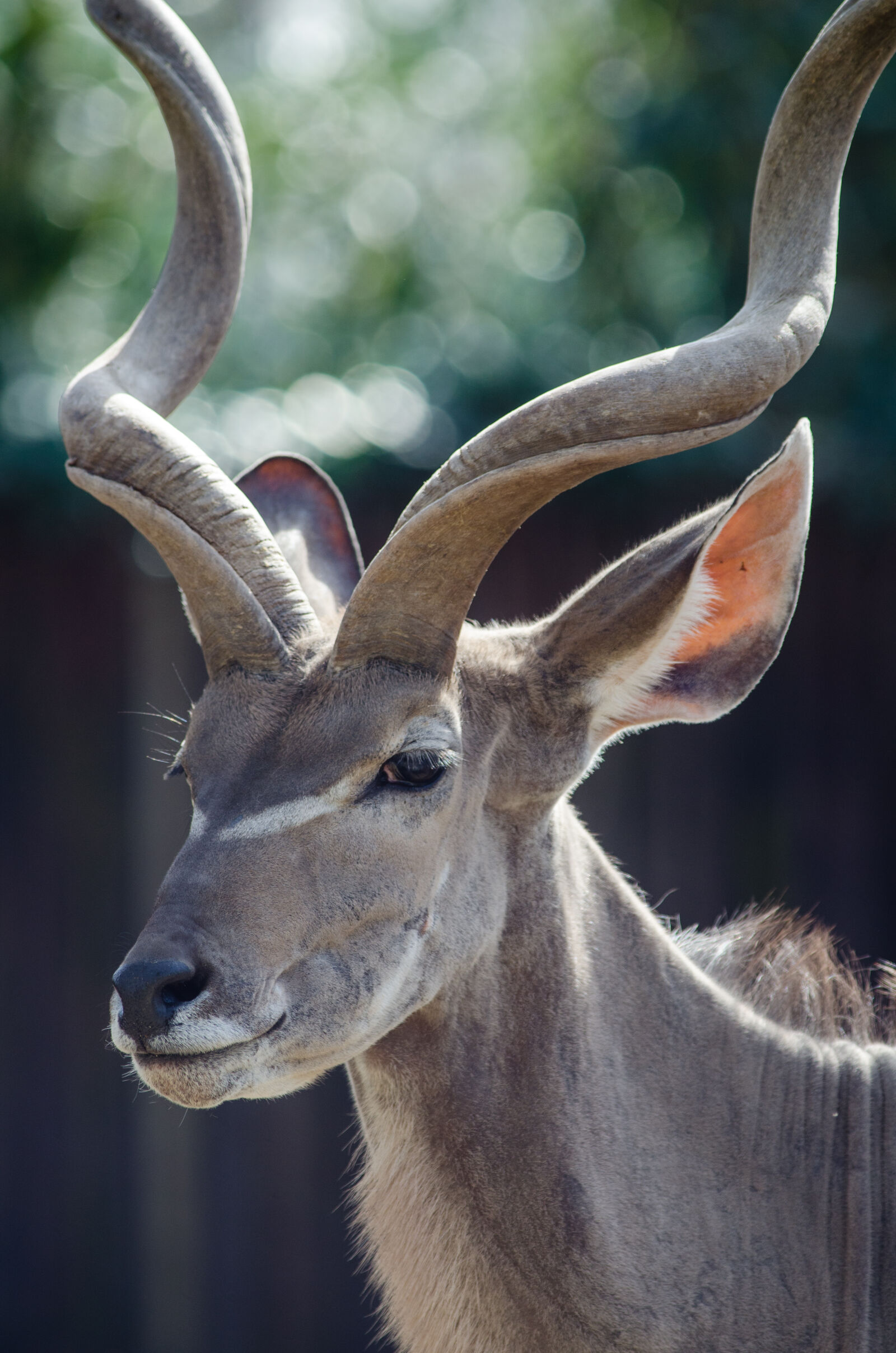 Nikon D7000 + Sigma APO Tele Macro 300mm F4 sample photo