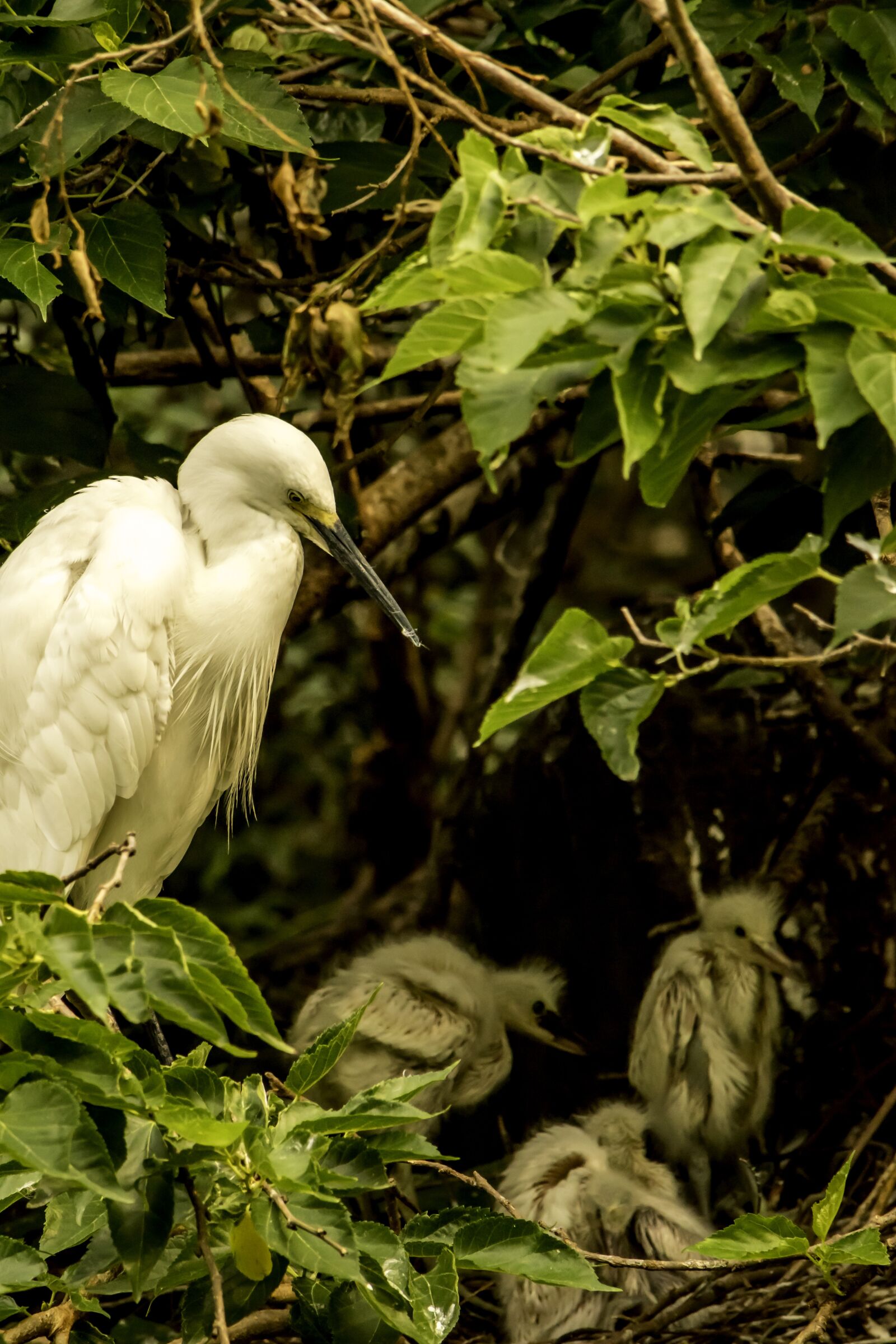 Nikon D5500 sample photo. Nature, bird, leaf photography