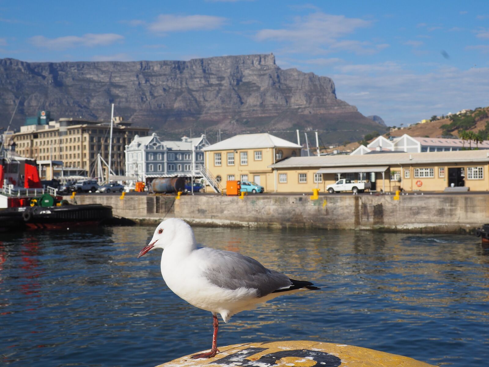 Olympus OM-D E-M10 II sample photo. South africa, cape town photography