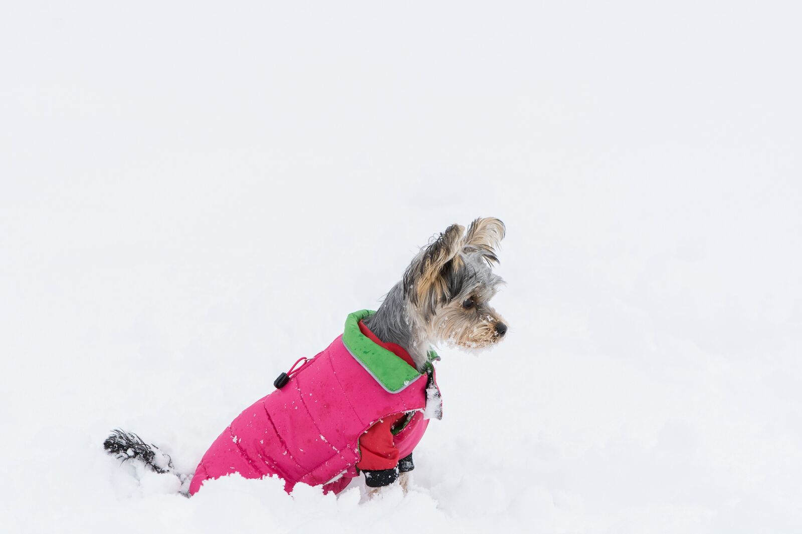 Nikon D7100 sample photo. Dog, small dog, yorkshire photography