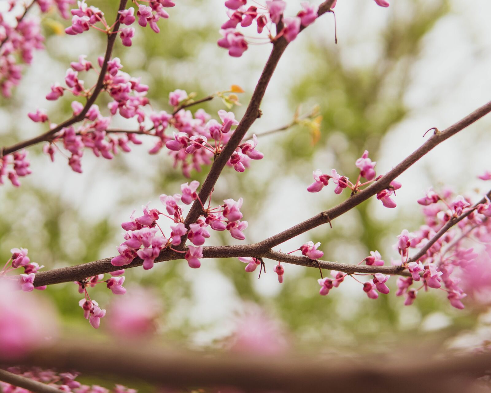 30mm F1.4 DC DN | Contemporary 016 sample photo. Flowers, tree, bloom photography