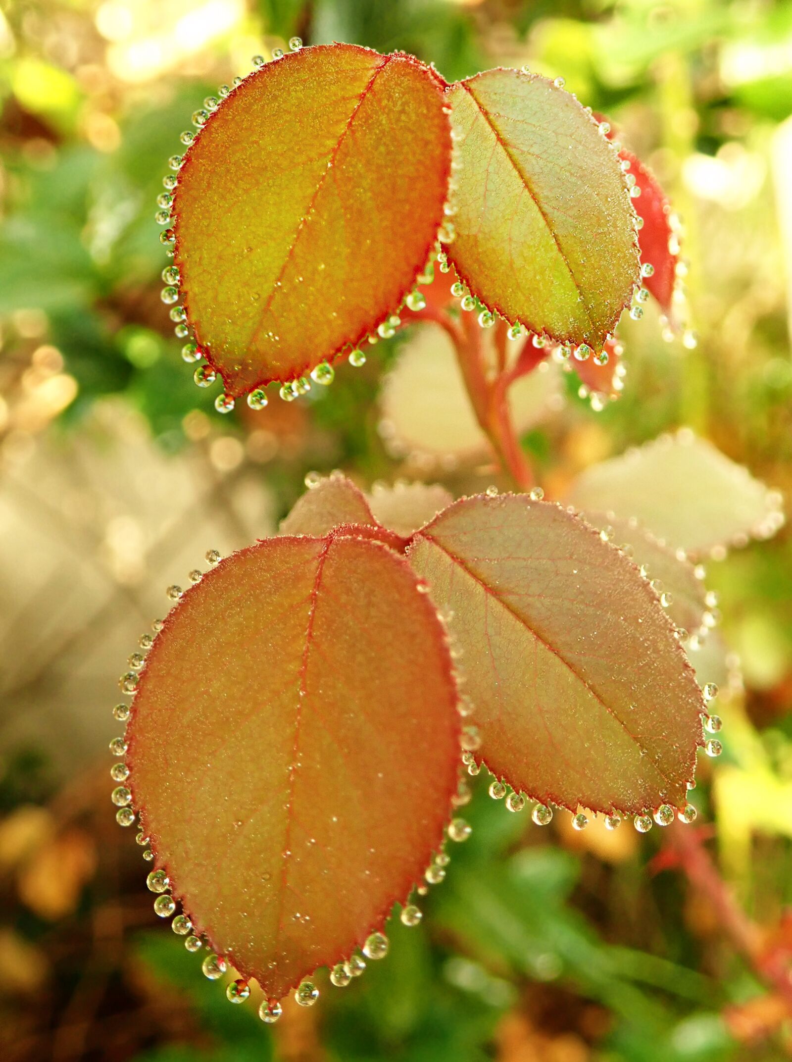 Olympus TG-5 sample photo. Leaves, autumn, fall photography