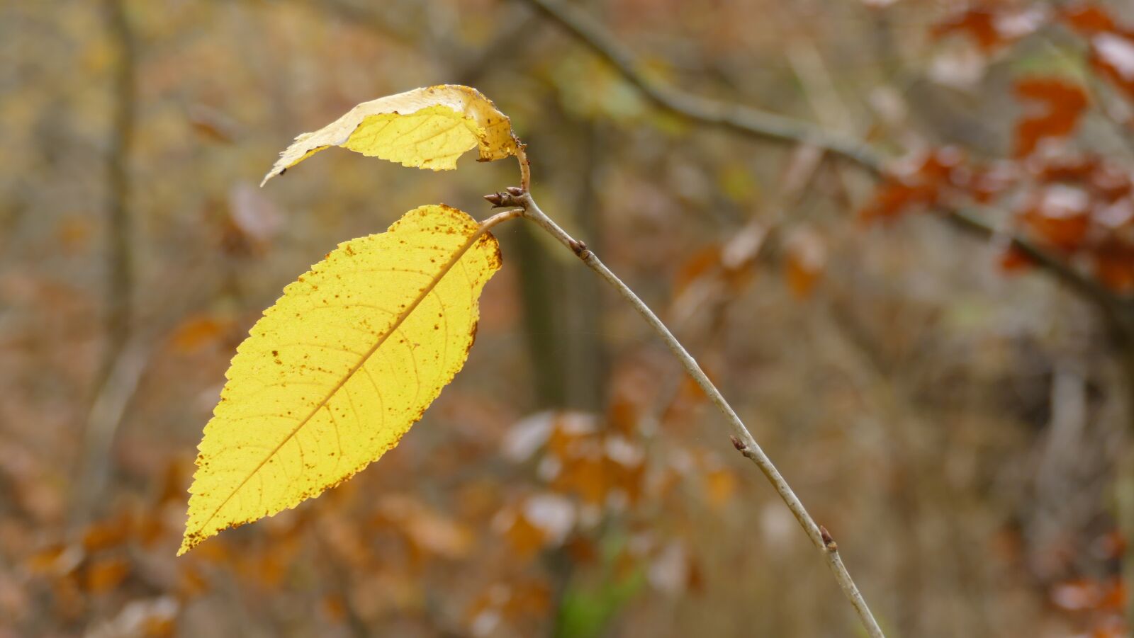 Panasonic Lumix DMC-FZ1000 sample photo. Leaf, yellow, autumn photography