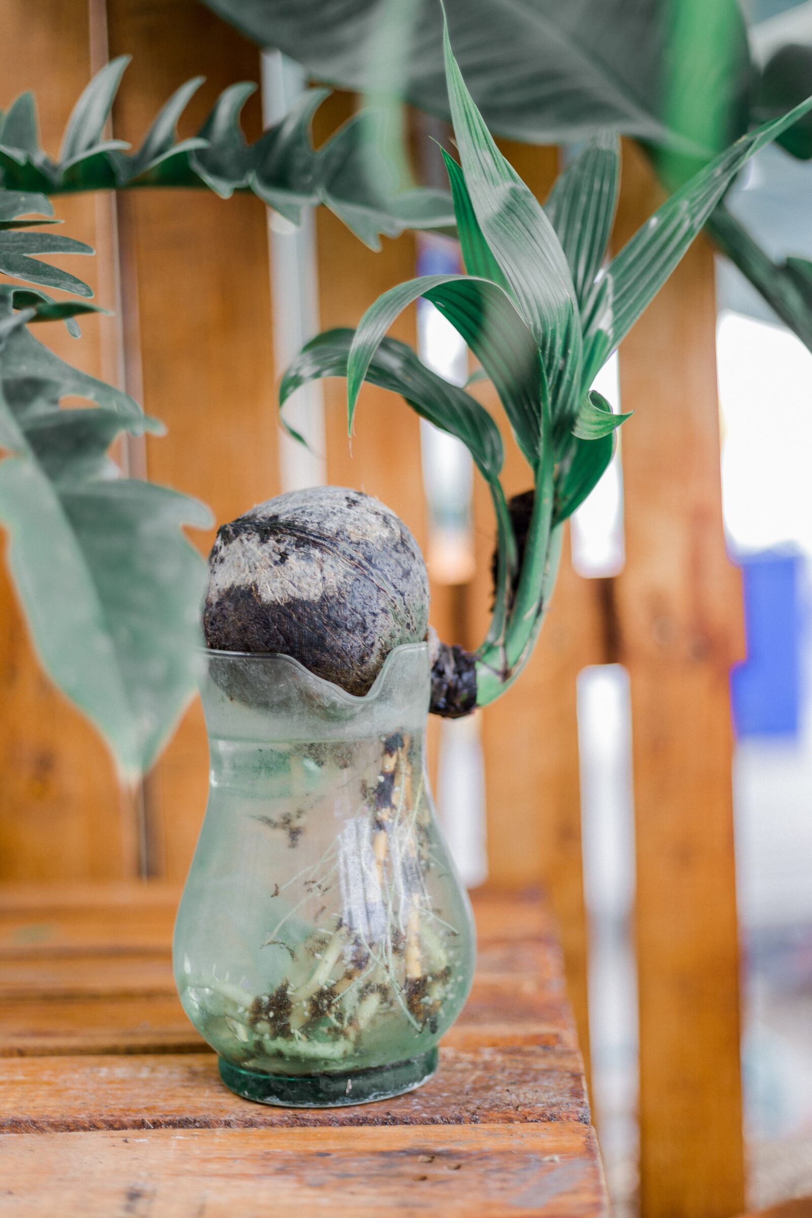 Canon EOS 6D + Canon EF 50mm F1.8 STM sample photo. Tree, plant, lace photography