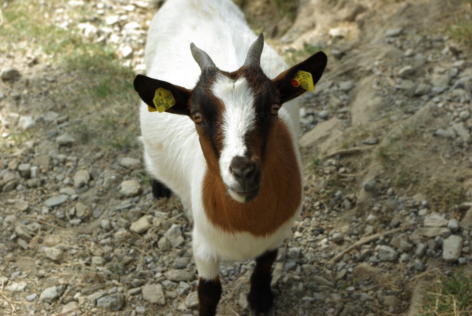 Samsung GX-10 sample photo. Goat, pet, kid photography