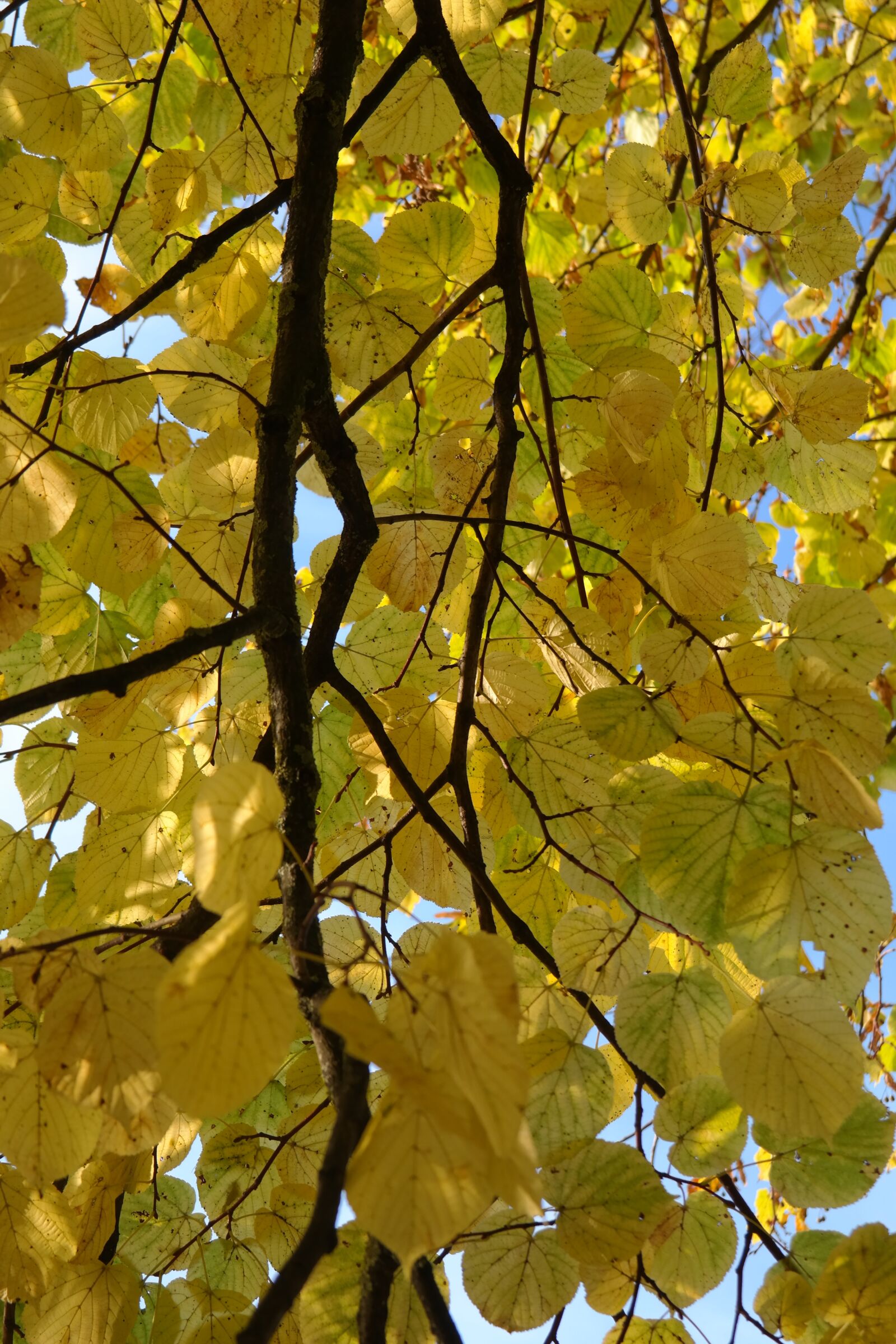 Samsung NX300 sample photo. Linde, branch, tree photography