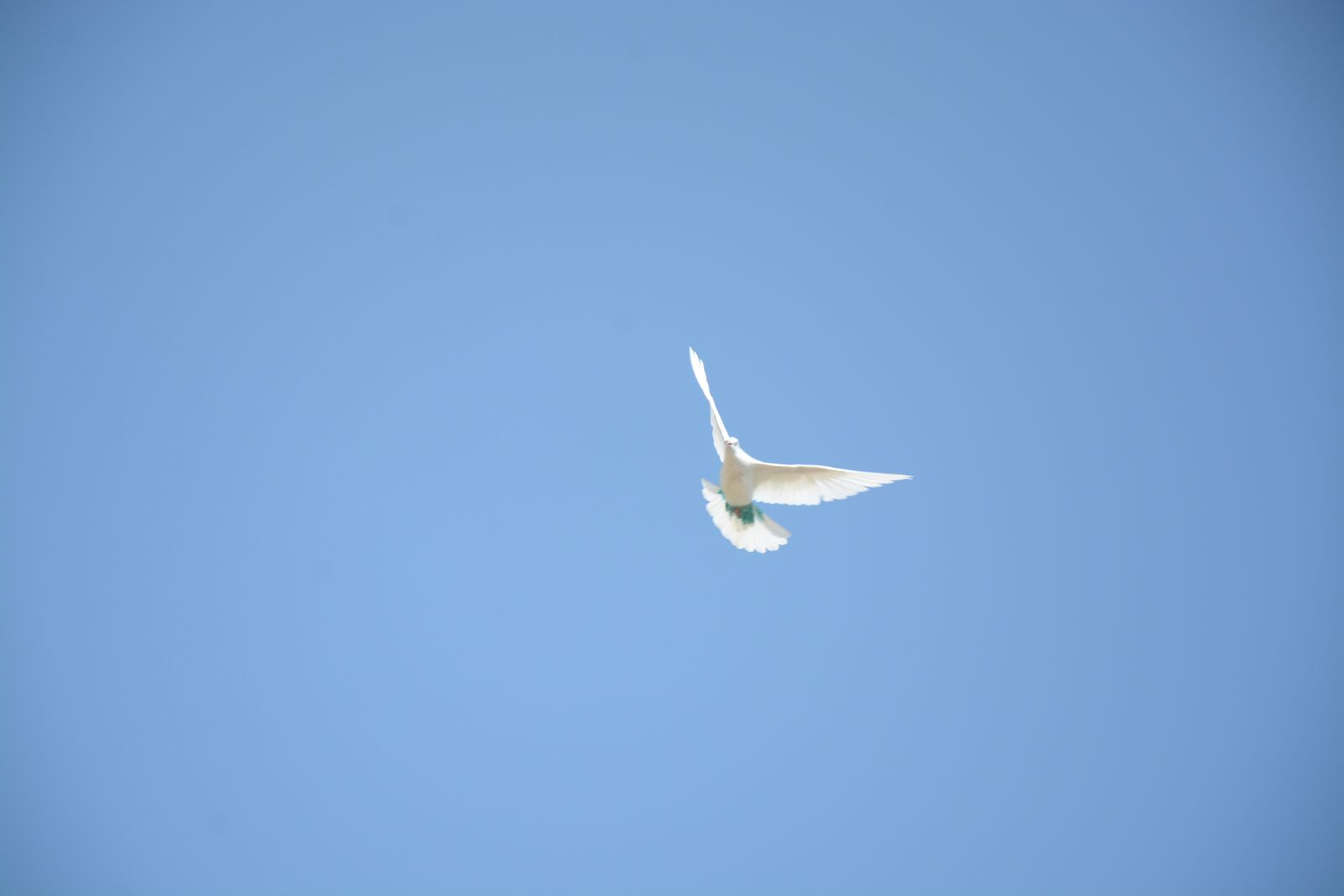 Nikon D7100 sample photo. White bird, blue sky photography