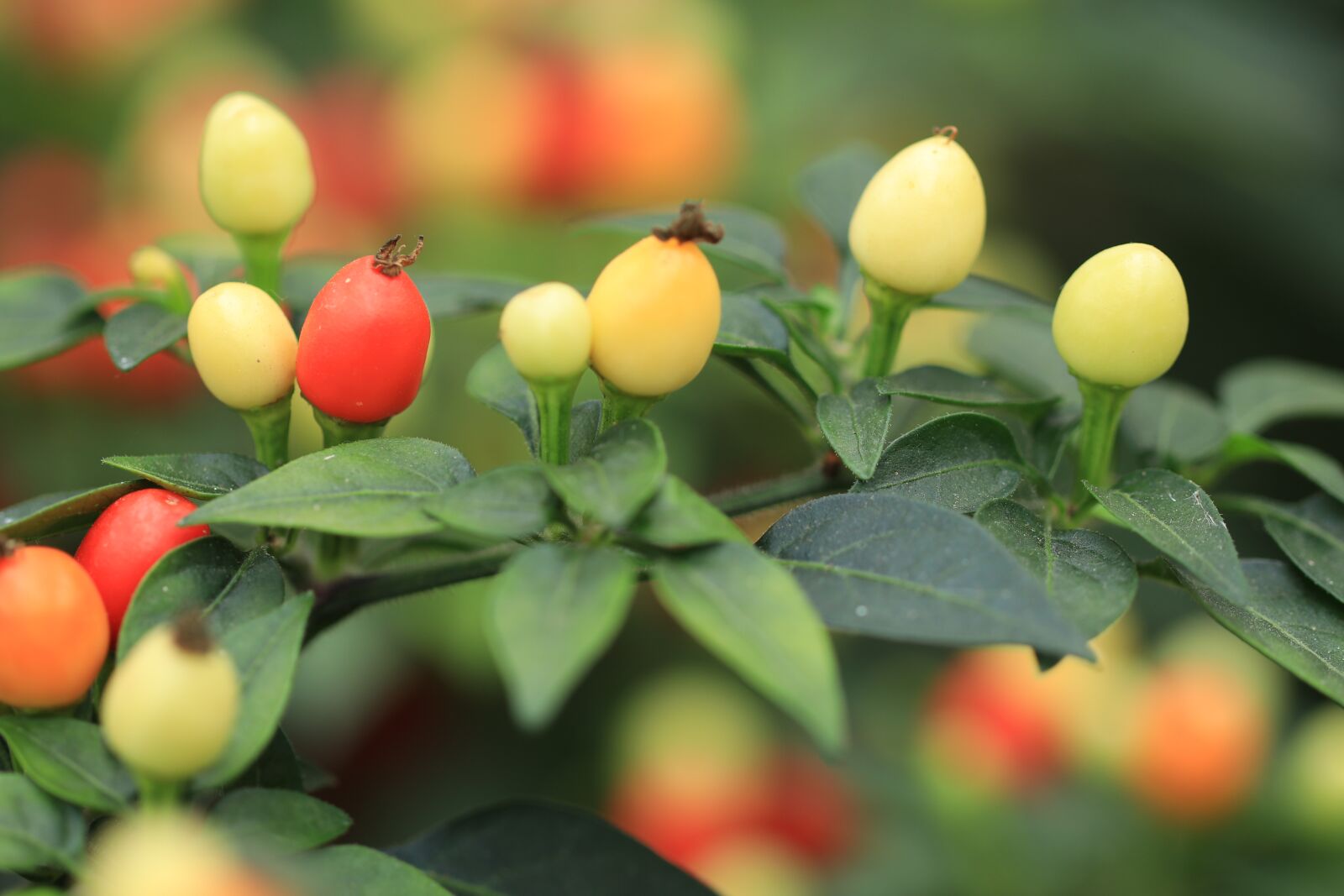 Canon EF 100mm F2.8L Macro IS USM sample photo. Ornamental berries, berries, solanum photography