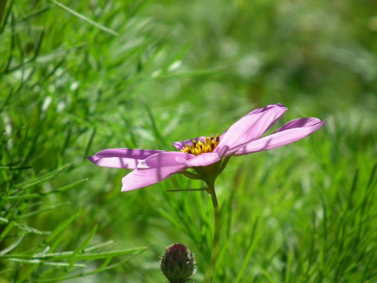 FujiFilm FinePix HS10 (FinePix HS11) sample photo. Wildflowers, nature, outdoors photography