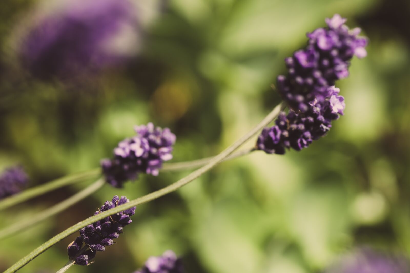Canon EOS R sample photo. Flower, summer, nature photography