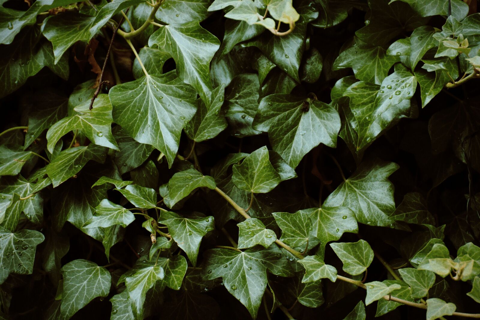 Nikon D7200 sample photo. Ivy, plant, garden photography