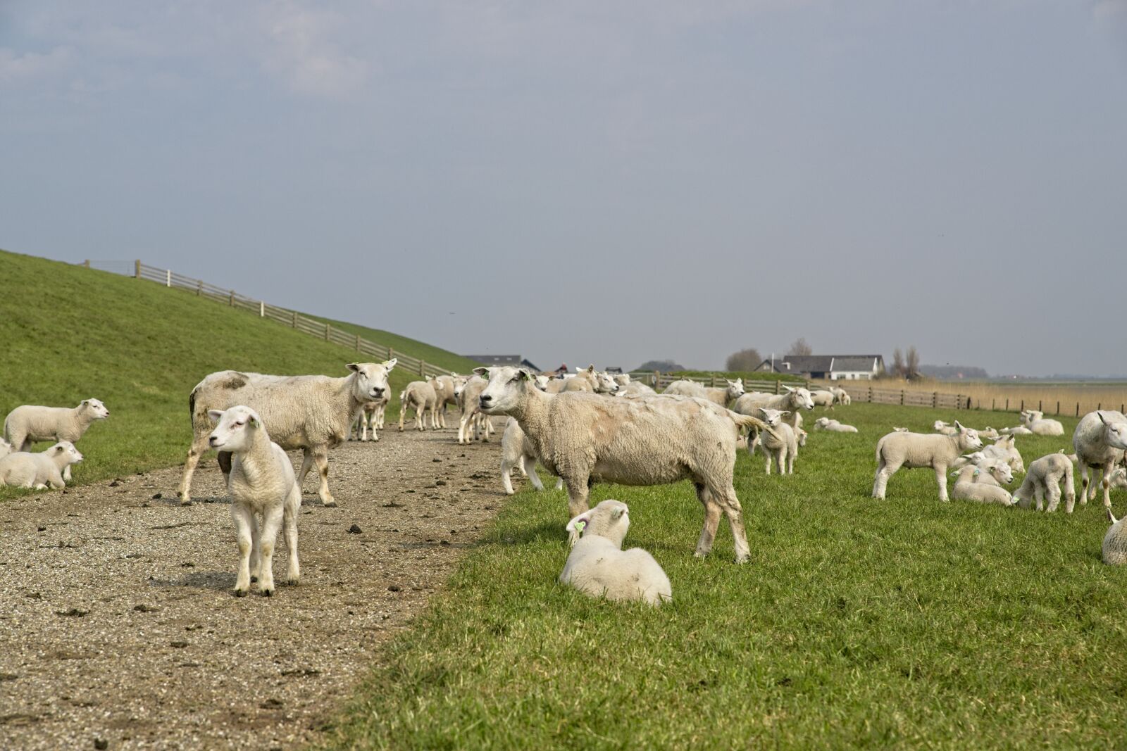 Canon EOS 6D Mark II sample photo. Sheep, lambs, herd photography