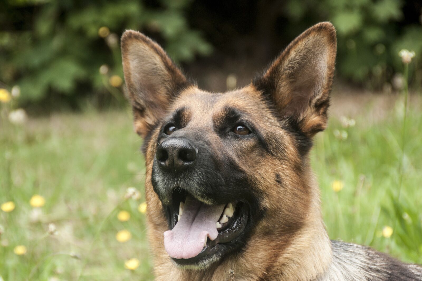 Sony Alpha DSLR-A290 sample photo. Guard dog, a police photography
