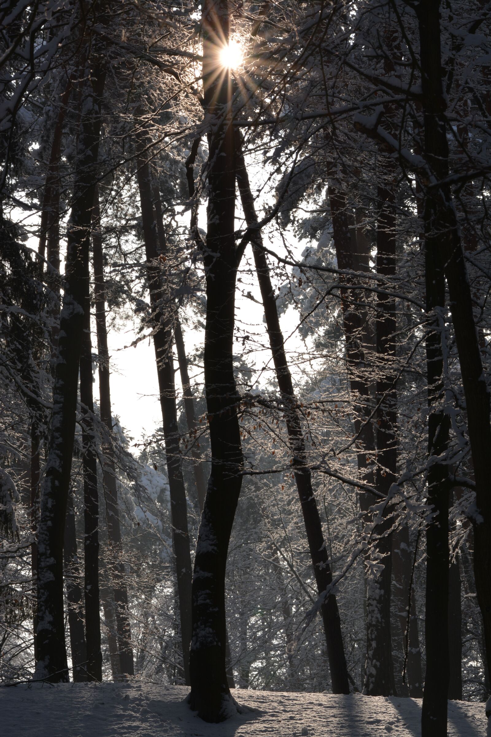 Nikon D5200 sample photo. Wood, tree, nature photography