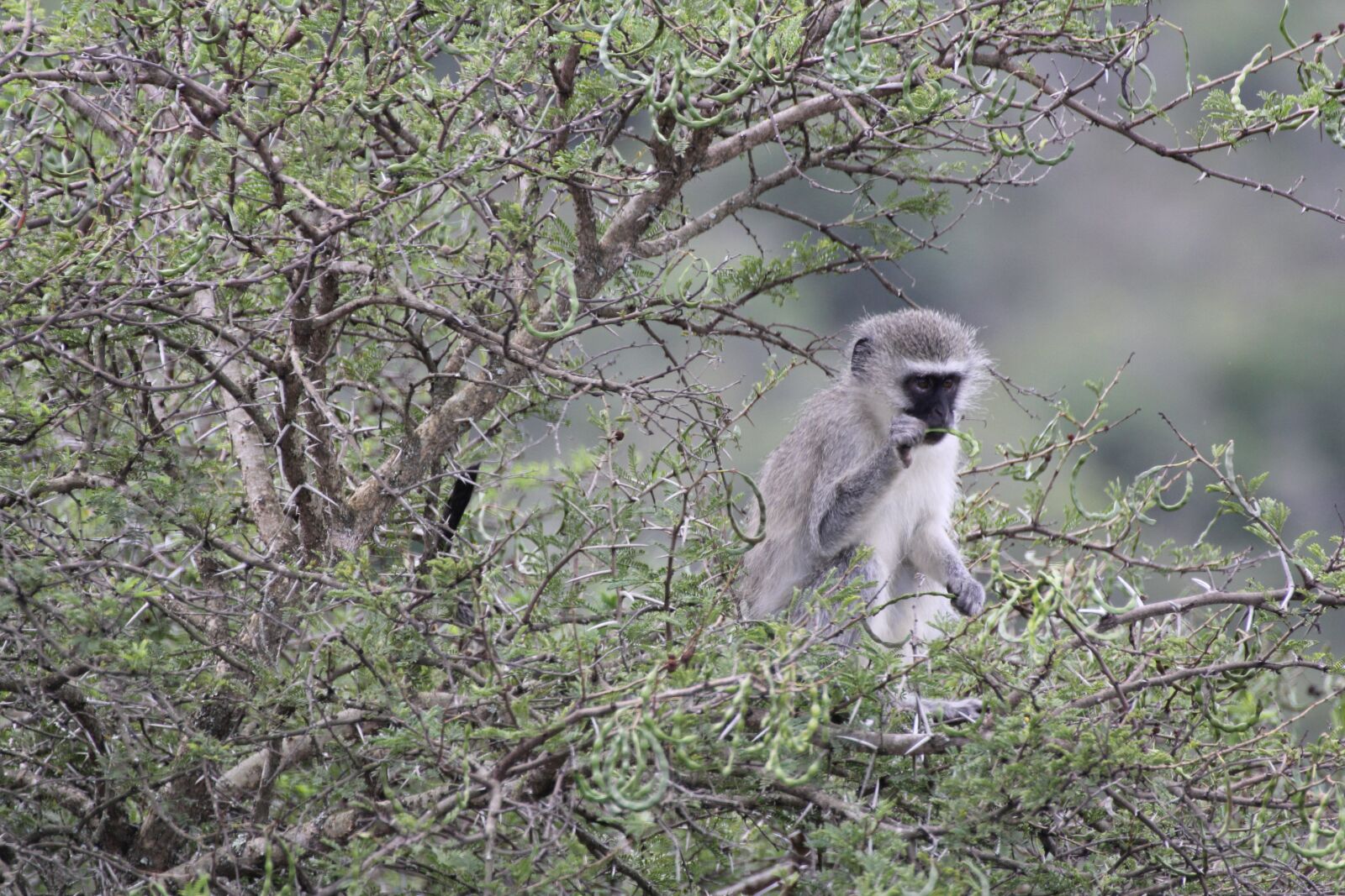 Canon EOS 60D sample photo. South africa, monkey, tree photography