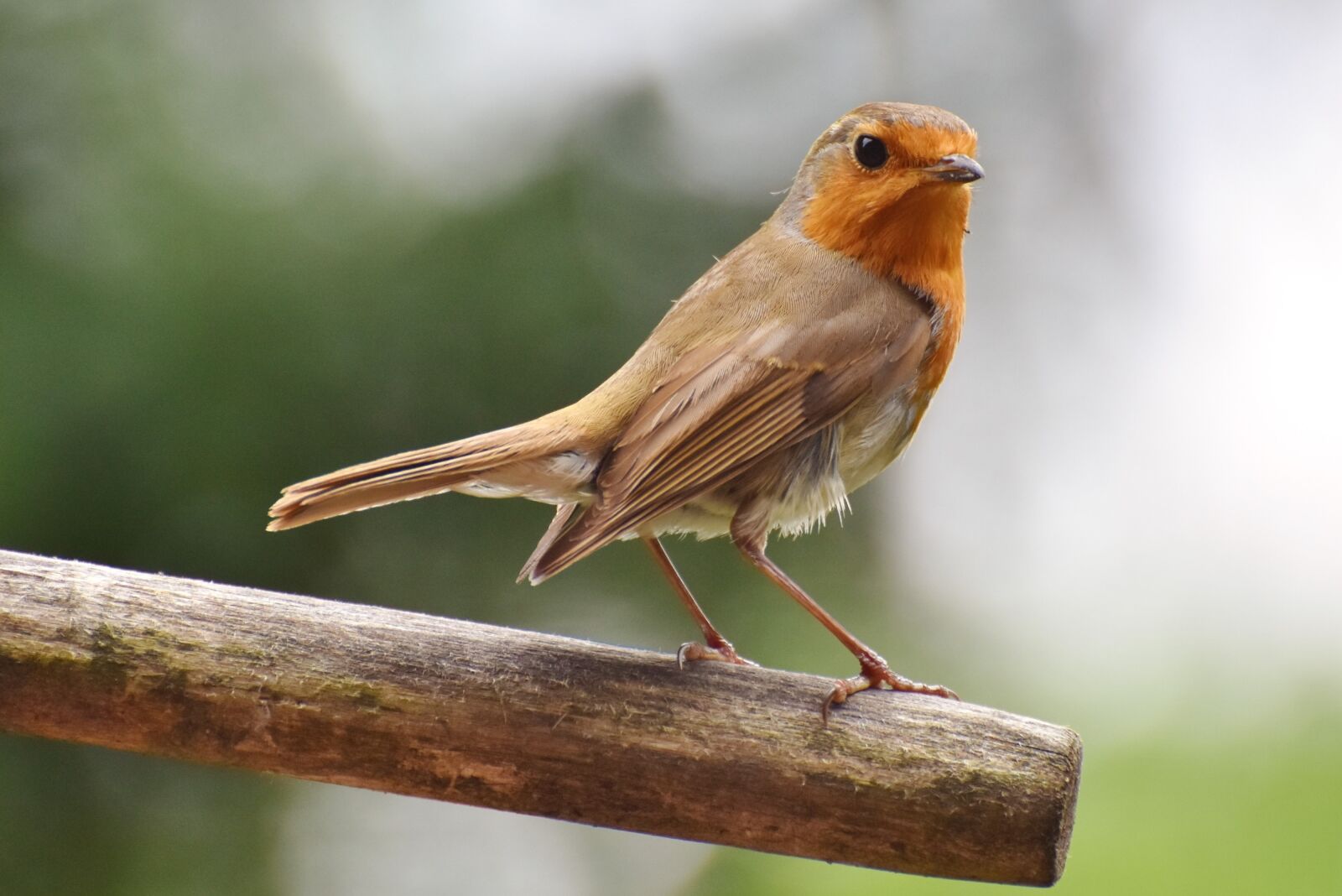 Nikon D7200 sample photo. Robin, bird, songbird photography
