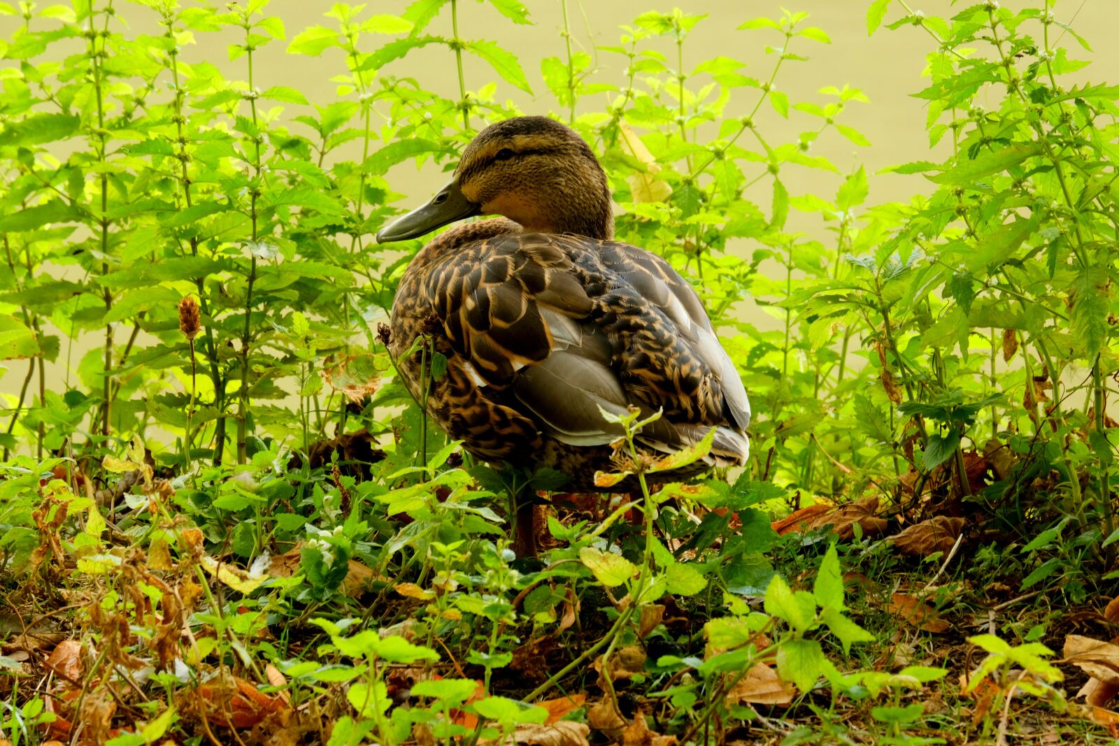 Fujifilm X-T20 sample photo. Duck, grass, nature photography