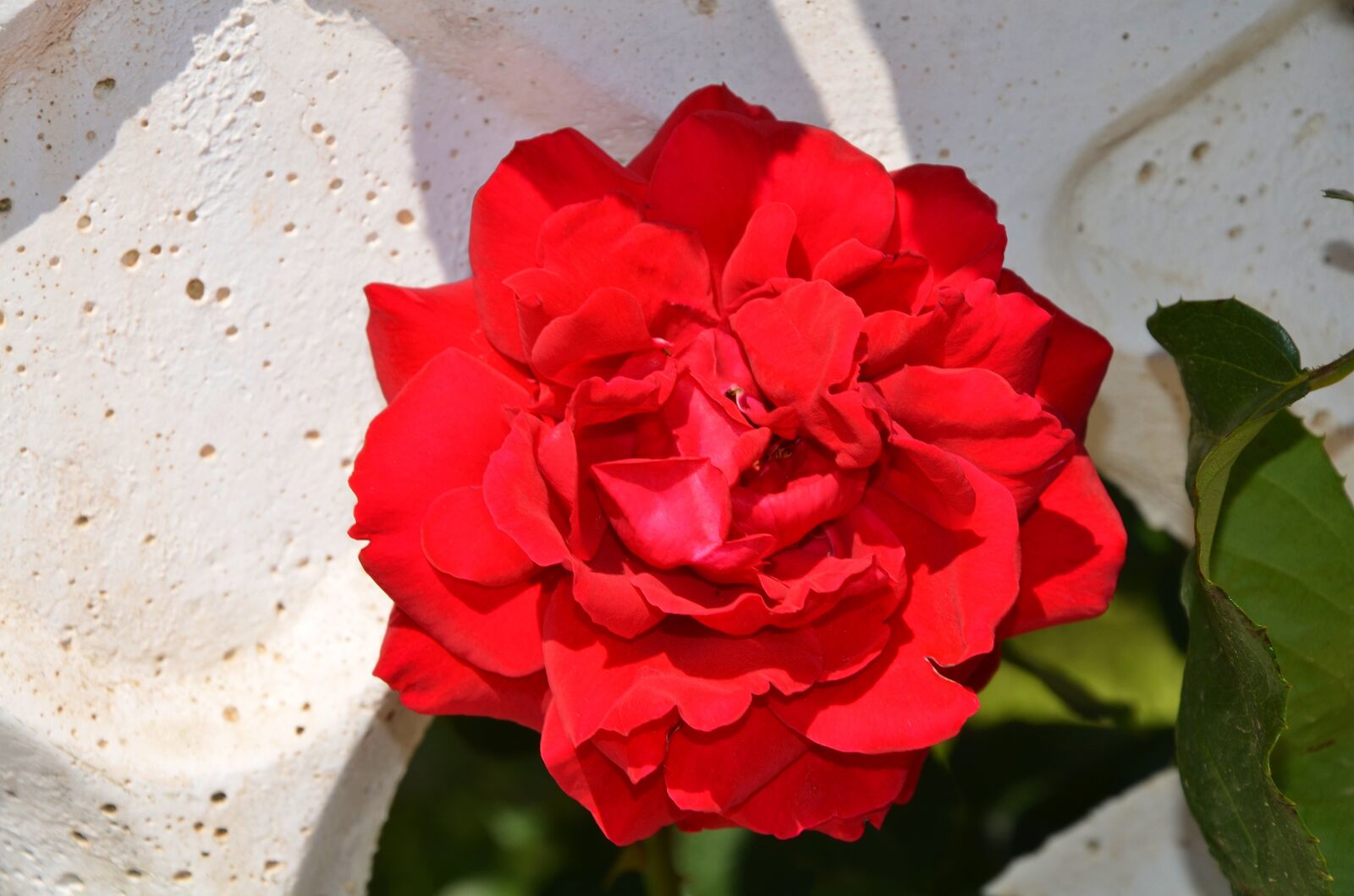 Nikon D7000 sample photo. Rose, flower, blossom photography