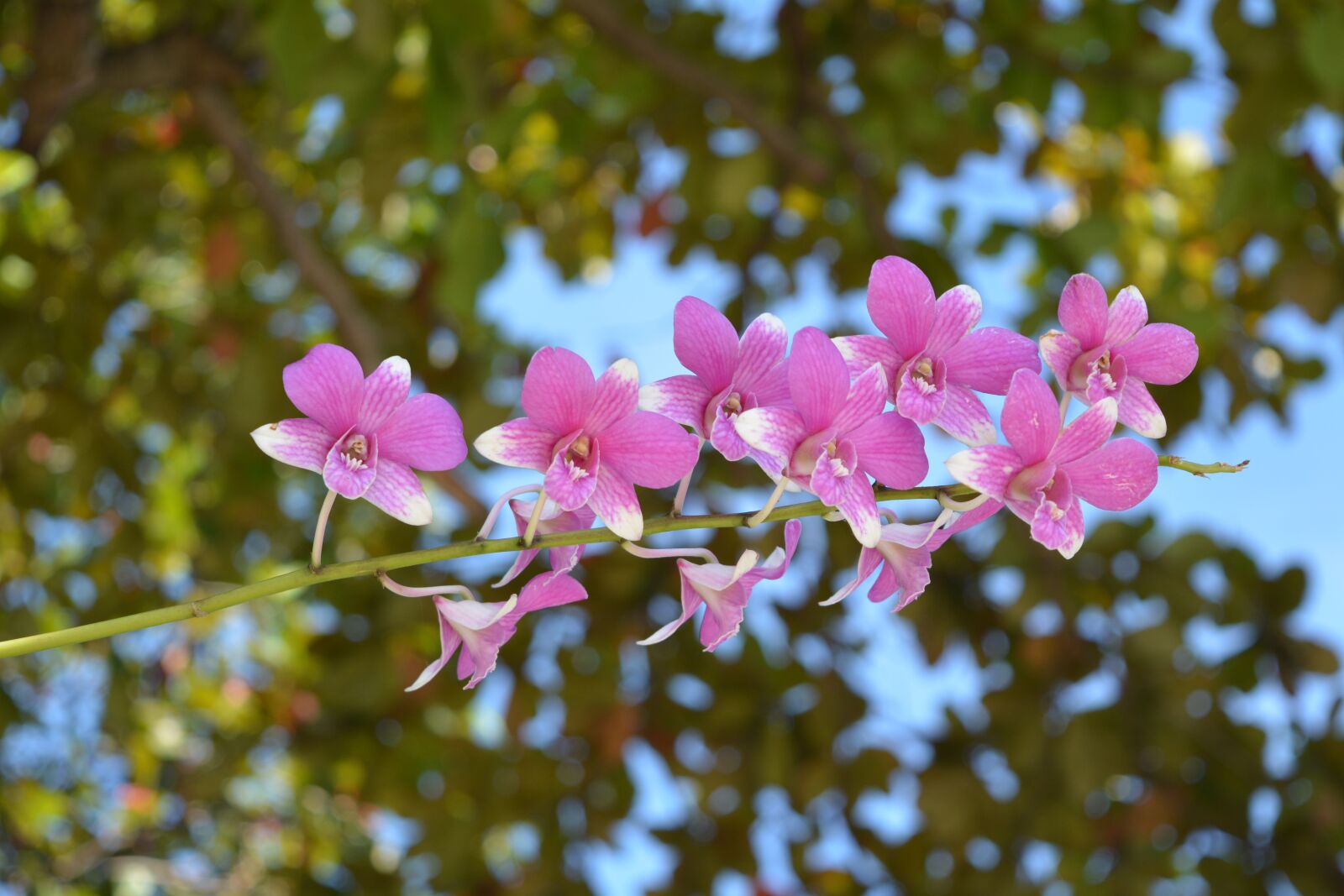 Nikon D7100 sample photo. Orchid, thai orchid, flower photography