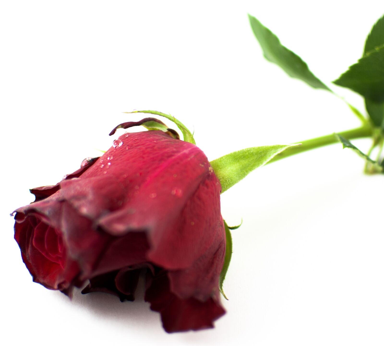 Nikon D80 sample photo. Rose, flower, nature photography