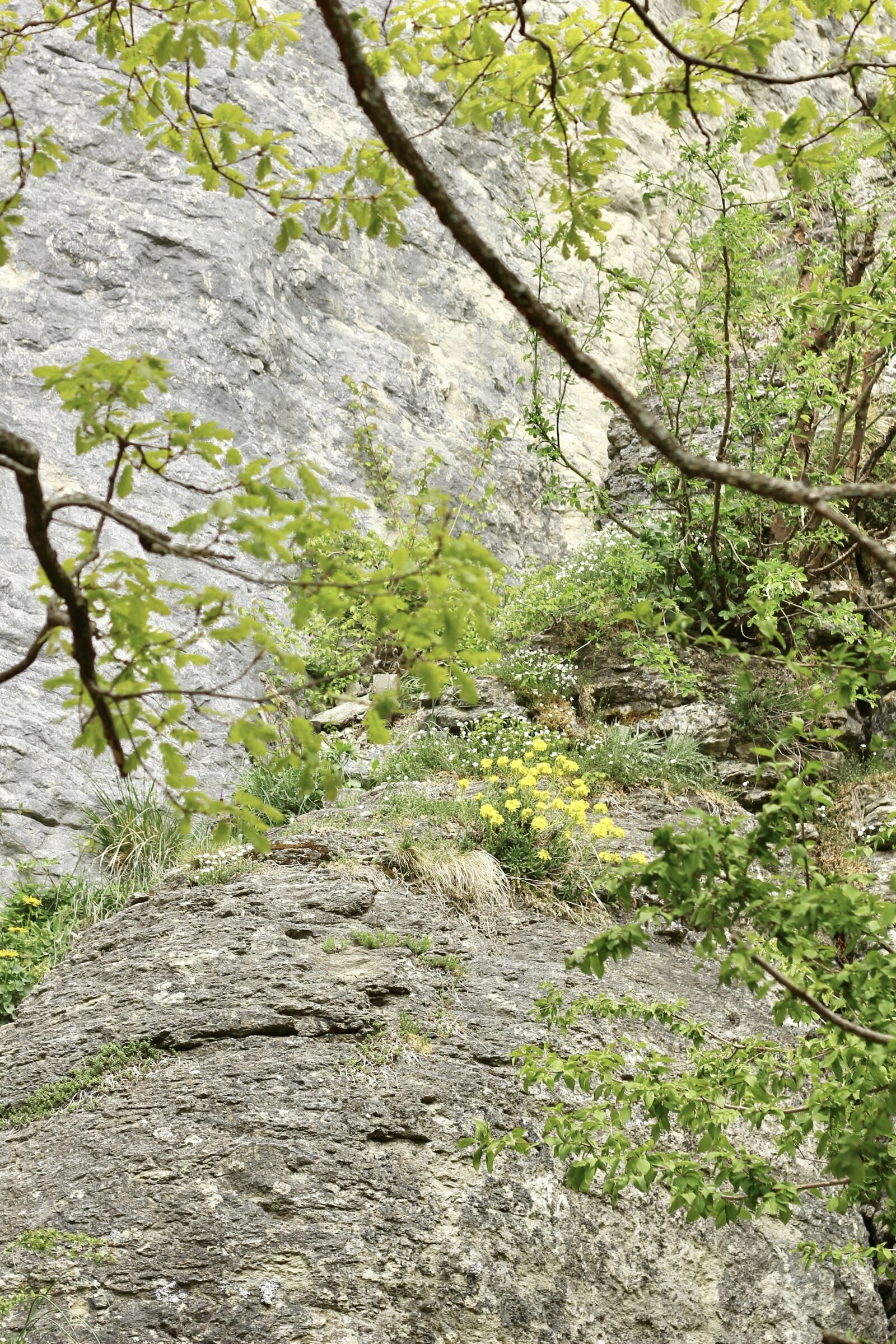 Canon EOS 60D + Canon EF 50mm F1.8 STM sample photo. Rock photography
