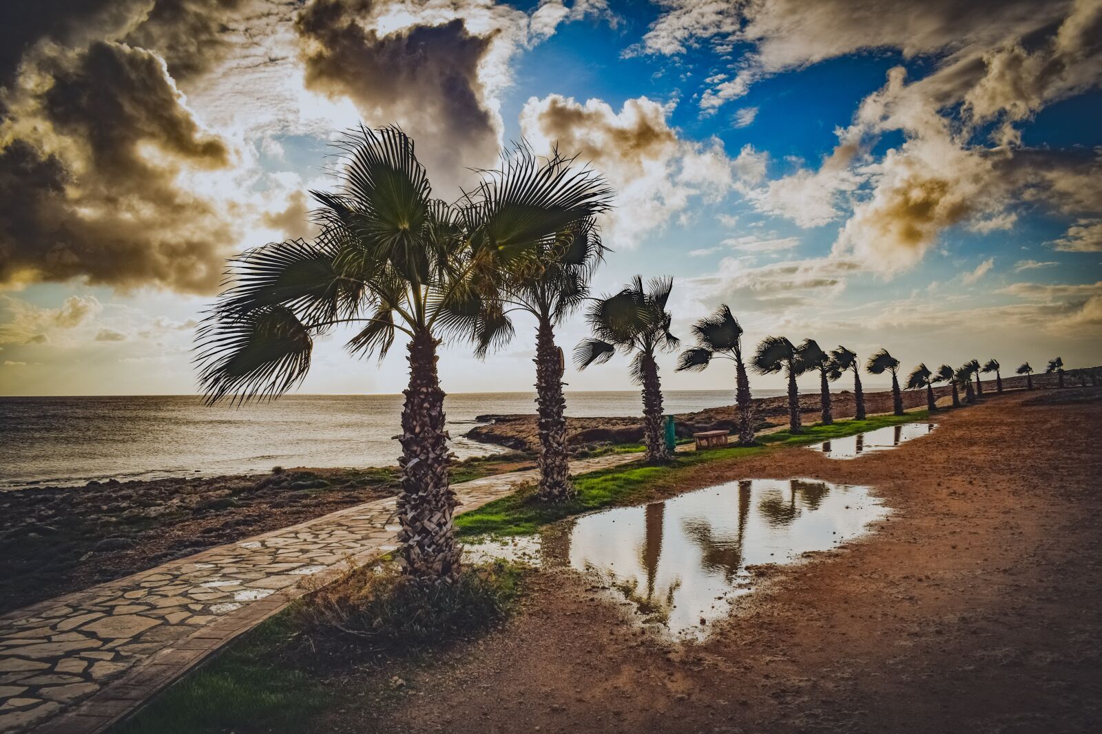 Nikon D3300 sample photo. Trees, path, palm trees photography